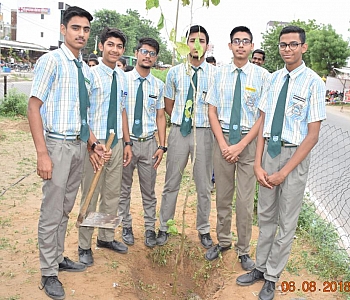 Tree Plantation